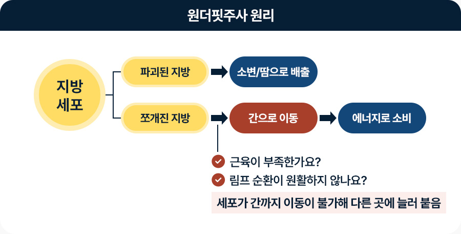 원더핏주사(얼굴) 지방분해주사 파괴된 지방 소변땀으로 배출 쪼개진 지방 간으로 이동 에너지로 소비